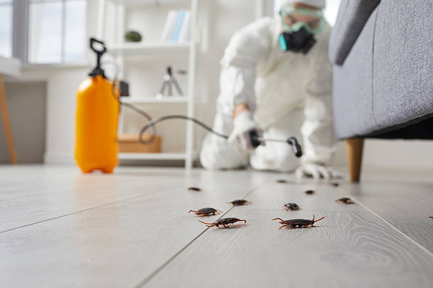 Post-Treatment Bed Bug Interceptor Monitoring in West Loch Estate